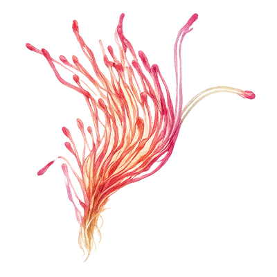 SAFFRON