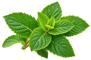 Peppermint